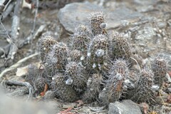 Lobivia aurea fallax