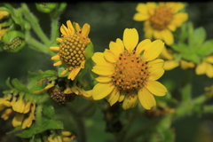 Smallanthus pyramidalis