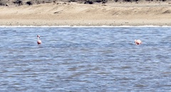 Phoenicopterus ruber