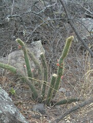 Cleistocactus baumannii