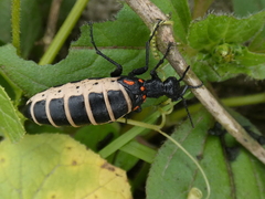 Pseudomeloe miniaceomaculatus