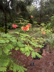 Caesalpinia