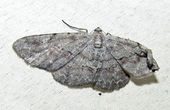 Iridopsis vellivolata