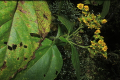 Smallanthus pyramidalis