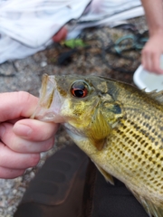 Ambloplites rupestris