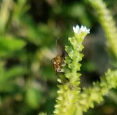 Neolochmaea dilatipennis