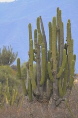 Trichocereus terscheckii