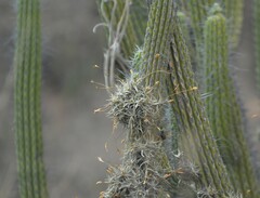Tillandsia funebris