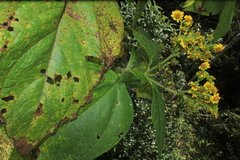 Smallanthus pyramidalis