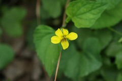Viola pubescens