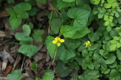 Viola pubescens