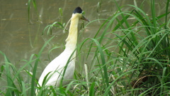Pilherodius pileatus