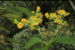 Smallanthus pyramidalis