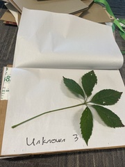 Parthenocissus quinquefolia