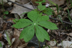 Podophyllum peltatum