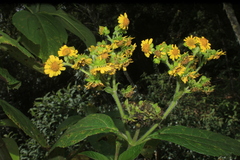 Smallanthus pyramidalis