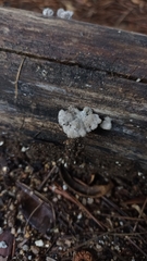 Schizophyllum commune