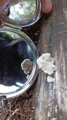 Schizophyllum commune