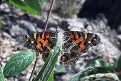 Vanessa virginiensis