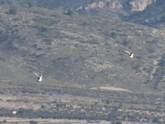 Pterocles alchata
