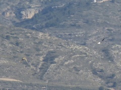 Pterocles alchata