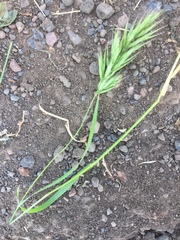 Bromus briziformis