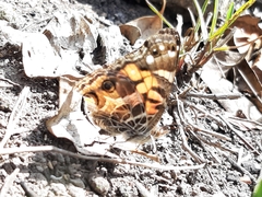 Vanessa virginiensis