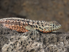 Microlophus indefatigabilis