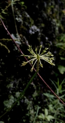 Malaxis rodrigueziana