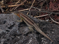 Microlophus indefatigabilis