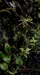 Malaxis rodrigueziana