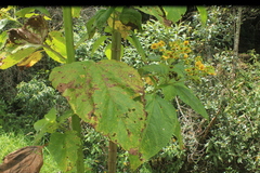 Smallanthus pyramidalis