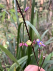 Dianella caerulea