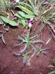 Drosera indica