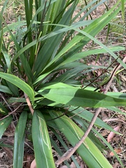 Dianella caerulea