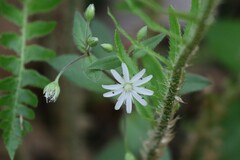 Stellaria pubera