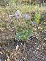 Pulsatilla dahurica