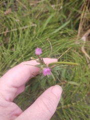 Epilobium glandulosum