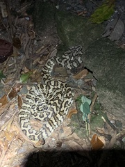 Morelia spilota