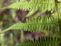 Athyrium filix-femina