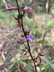 Dianella caerulea