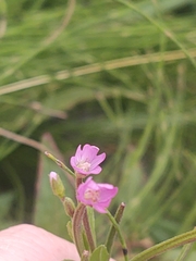 Epilobium glandulosum