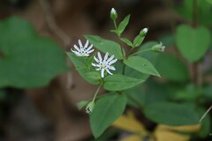 Stellaria pubera