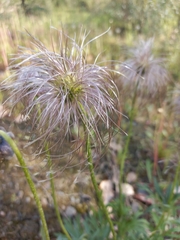 Pulsatilla dahurica