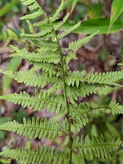 Athyrium filix-femina