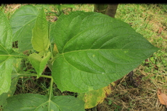 Smallanthus pyramidalis