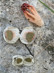 Colus hirudinosus