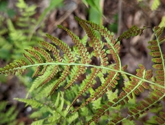 Athyrium filix-femina