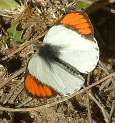 Colotis euippe