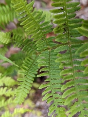 Athyrium filix-femina